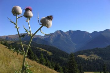 Western Tatras mountains and thistle flower